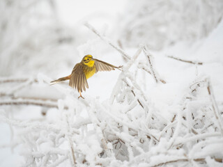 Goldammer (Emberiza citrinella)