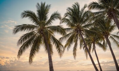 Palm Trees and Sky Oasis