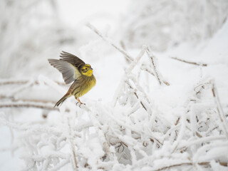 Goldammer (Emberiza citrinella)
