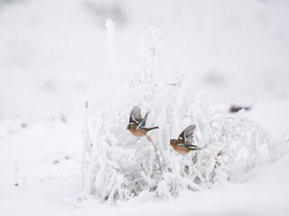 Buchfink (Fringilla coelebs)