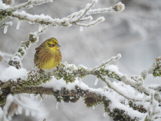 Goldammer (Emberiza citrinella)