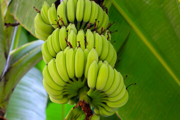 Fresh green bananas. Banana hanging on tree.