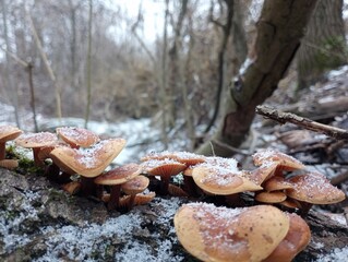 Poisonous forest mushrooms are crushed by white snow crystals in winter. A group of mushrooms on the background of a winter forest.