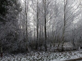 Winter landscape in the forest with trees covered with cold frost. White snow covered everything around. Winter landscape in the park.