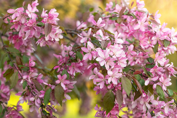 Blooming pink apple branches on the bright background - 727674945