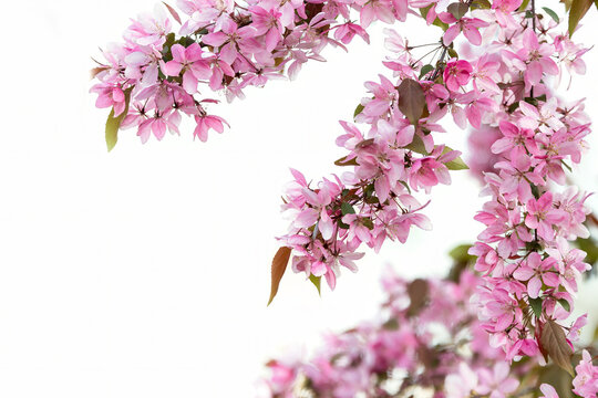Blooming pink apple branches on the white background