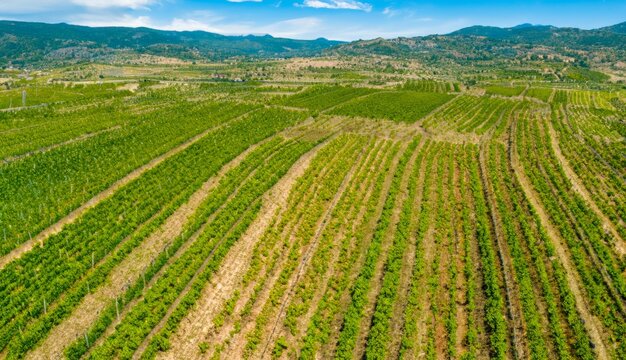 ariel view of vineyard, vineyard farms