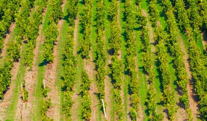 ariel view of vineyard, farming of grapes