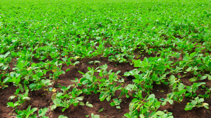 Fototapeta na wymiar closeup of peanut farm, growing organic peanuts