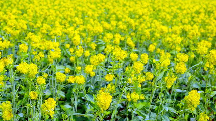 field of mustards, growing organic mustards