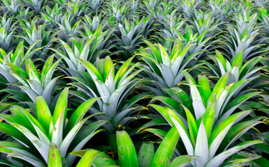 Fototapeta na wymiar view of pineapple farm, growing organic pineapples