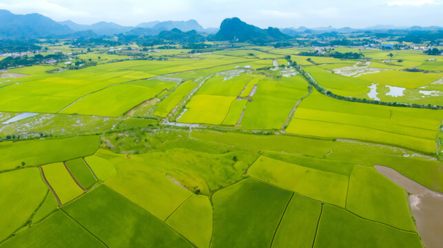 Ariel view of paddy fields, organic rice terraces