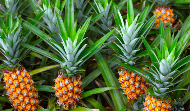 pineapple farming, growing organic pineapples 