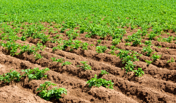 field of potatoes, organic potato farming, view of potato farm