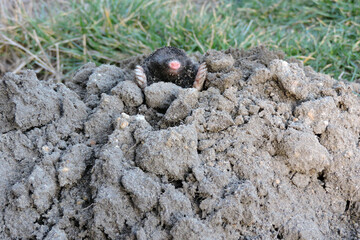 A black European mole coming out of a molehill in the garden