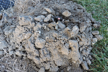 A black European mole coming out of a molehill in the garden