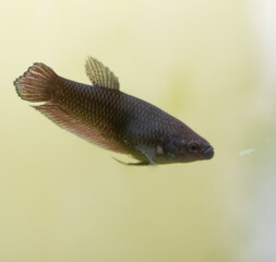 Macro of a Female Siamese fighting fish in a home aquarium Beta fish 