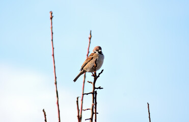 枝にとまるスズメ