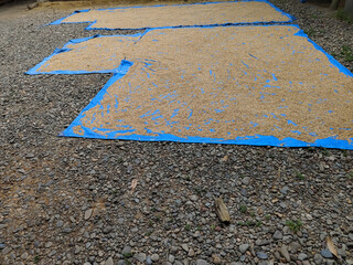 rice that is being dried under the hot sun manually and naturally