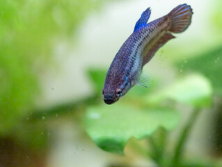 Macro of a Female Siamese fighting fish in a home aquarium Beta fish 