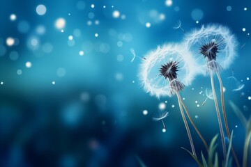 Beautiful puffy dandelions and flying seeds
