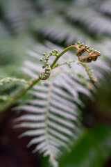 young fern leaf. nature background