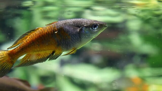 Boeseman`s rainbowfish, Melanotaenia boesemani, swimming in New Guinea