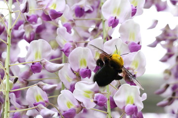 藤の花の蜜を吸うクマバチ