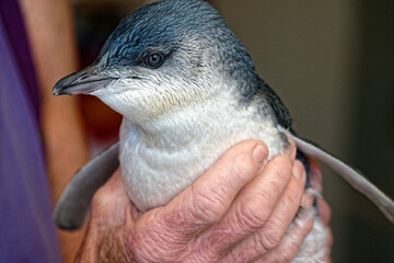 A little blue penguin, or little penguin as it is now called