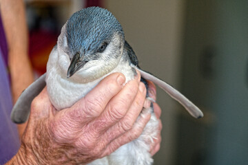 The world's smallest penguin, the little penguin used to be called the little blue penguin. It is just over 25 cm and weighs about 1 kg.