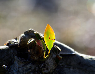 朝日を浴びる葉