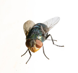 Macro closeup of an shinny colourful fly insect on a plant leaf Sydney Back yard NSW Australia