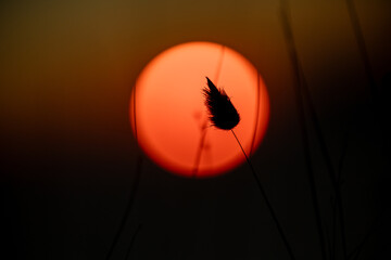 a particular silhouette of a flower at sunset on the Amalfi Coast