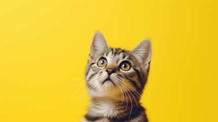 Obraz premium the cat looks up on a yellow background, front view. Cute young cat looks great