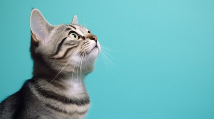 the cat looks up on a blue background, front view. Cute young cat looks great