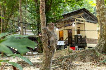Cambodian Monkey