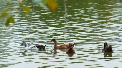 Many ducks floating on the river
