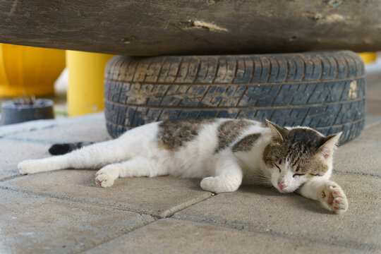A gray-and-white tabby cat sleeps on the pavement - Powered by Adobe