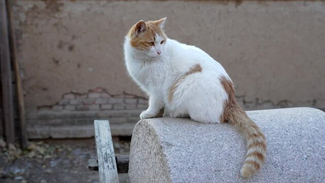 Cat on millstone in countryside vintage object vintage scene