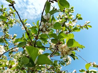 Cherry blossoms in spring