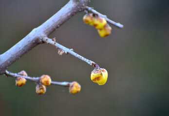 春を待つ蠟梅の蕾