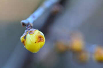春を待つ蠟梅の蕾