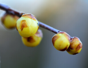 春を待つ蠟梅の蕾