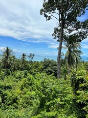 Fototapeta na wymiar Dschungel in Koh Phangan, Thailand