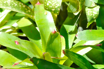 Bromeliad, Aechmea fasciata or Urn Plant or BROMELIACEAE