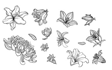 Bundle of hand drawn plantsillustrations. Botanical set of flowers sketches branches. Beautiful flowers and plants transparent background. Lilies, lily, porcelain pink, bluebell, rose, petals