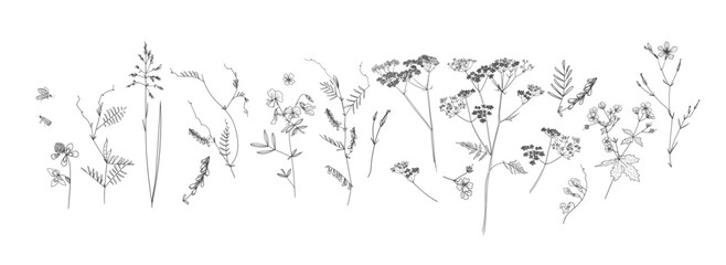 Field flowers and grasses, line drawing. Vector illustration	