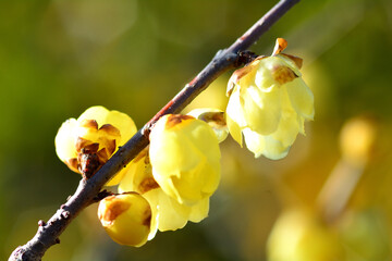 春の訪れを告げるロウバイの花