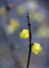 春の訪れを告げるロウバイの花