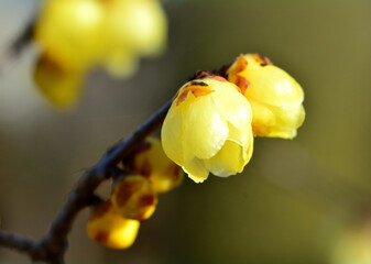 春の訪れを告げるロウバイの花